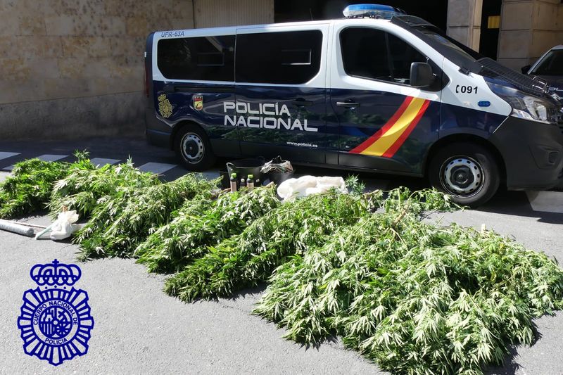 Marihuana intervenida en esta operación policial en Salamanca