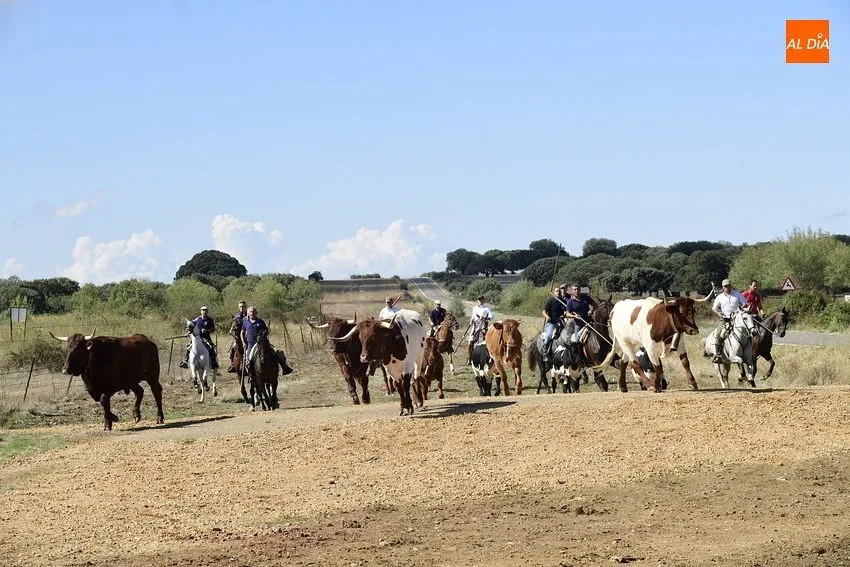 vaquillas aldehuela de yeltes