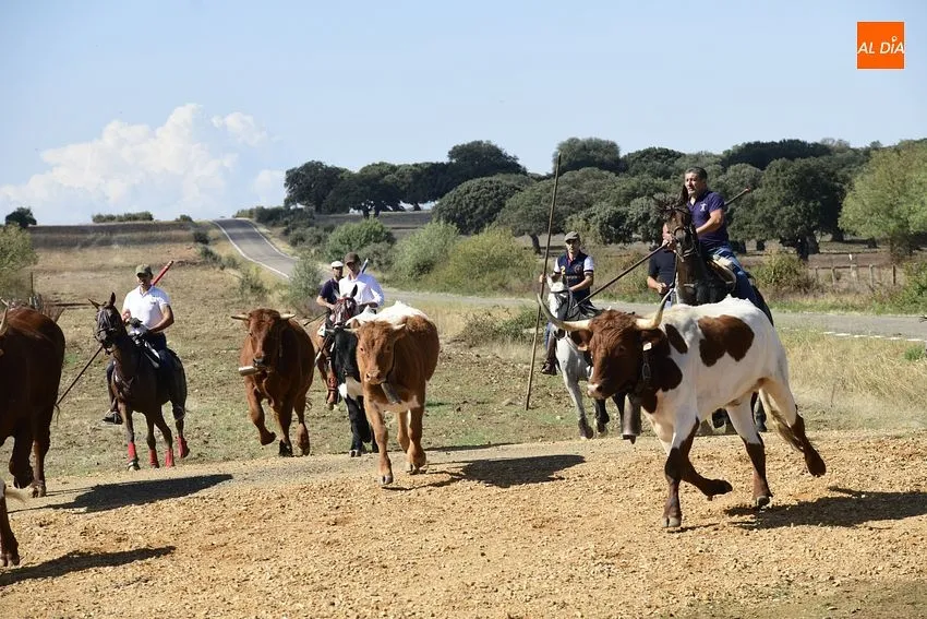 vaquillas aldehuela de yeltes
