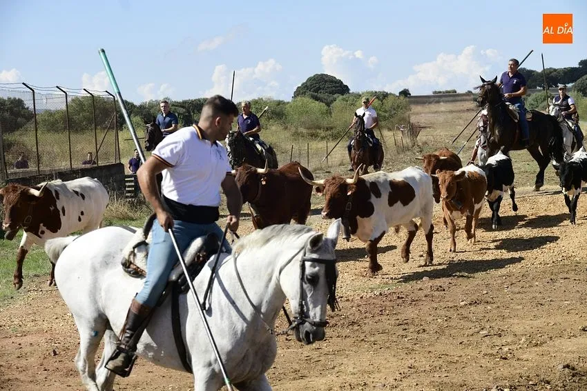 vaquillas aldehuela de yeltes