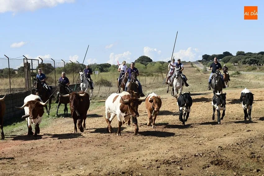 vaquillas aldehuela de yeltes