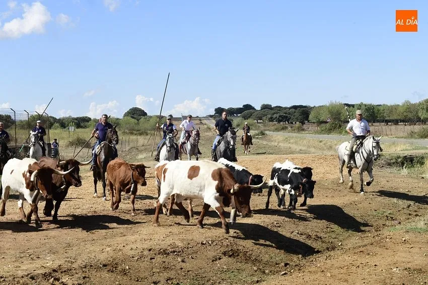 vaquillas aldehuela de yeltes