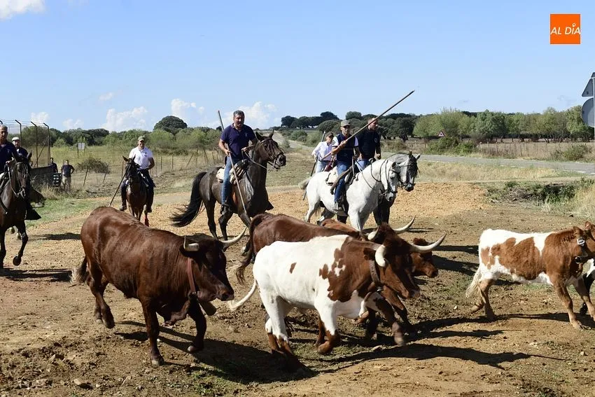 vaquillas aldehuela de yeltes