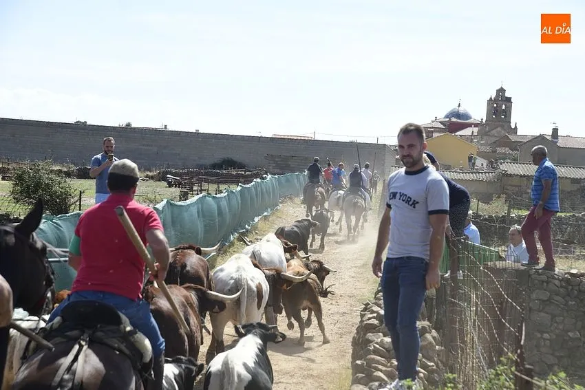 Momento del segundo encierro a caballo en Aldehuela de Yeltes/ Fotos: Adrián M.Pastor