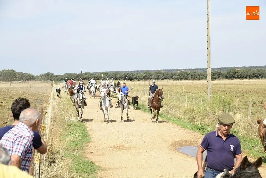 Momento del segundo encierro a caballo en Aldehuela de Yeltes/ Fotos: Adrián M.Pastor
