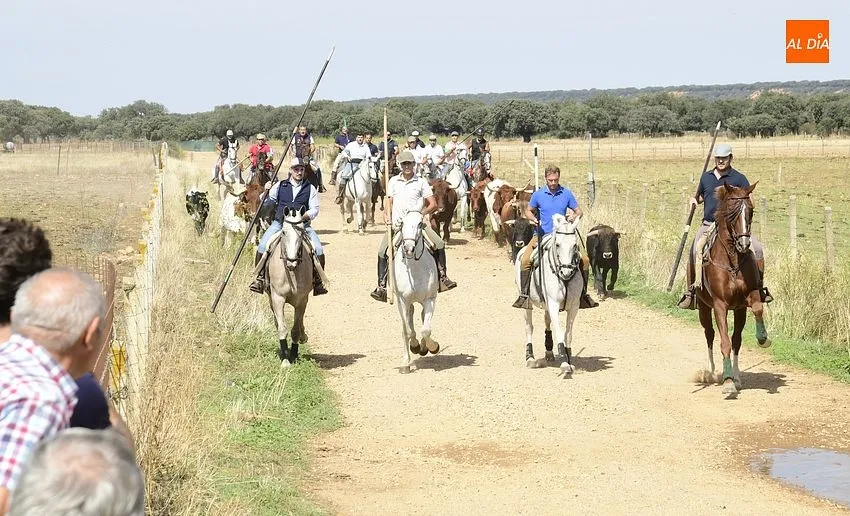 Momento del segundo encierro a caballo en Aldehuela de Yeltes/ Fotos: Adrián M.Pastor