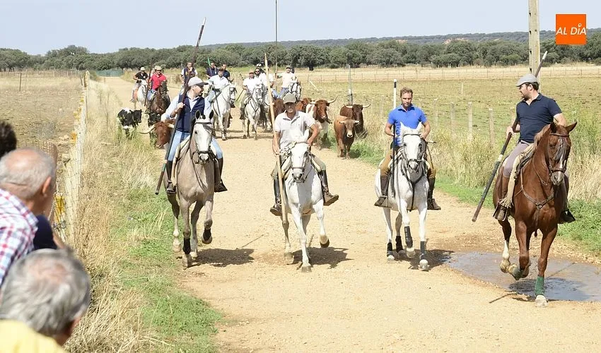 Momento del segundo encierro a caballo en Aldehuela de Yeltes/ Fotos: Adrián M.Pastor