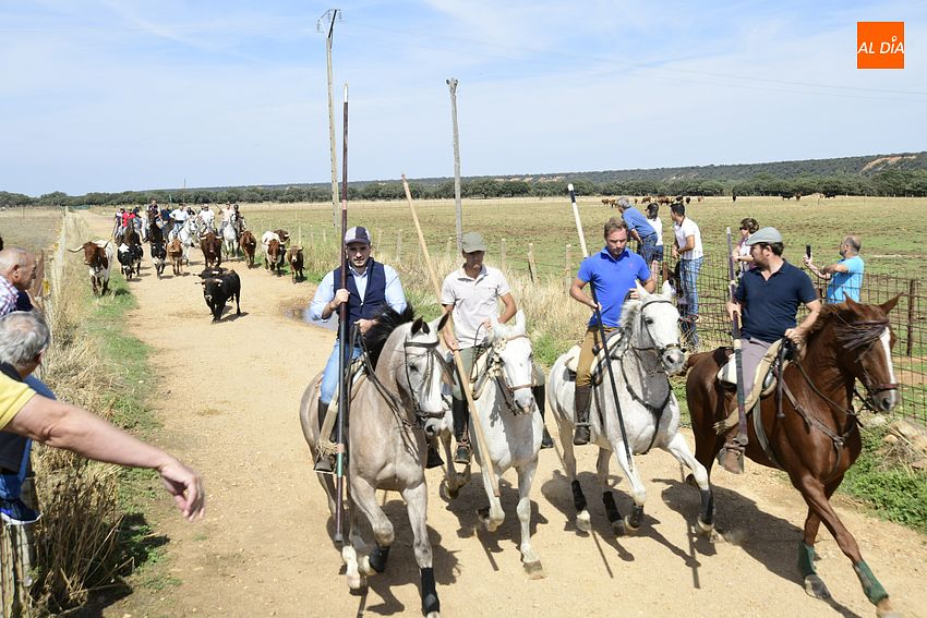 Momento del segundo encierro a caballo en Aldehuela de Yeltes/ Fotos: Adrián M.Pastor