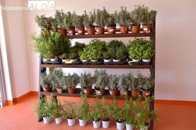Imágenes de la apertura de la Lonja de los Huertos Urbanos de Salamanca. Fotos: Vanesa Martins
