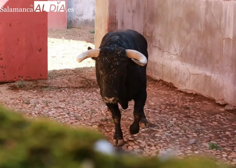 Apartado de los seis toros de la Ganadería Francisco Galache para la tercera de la Feria de Salamanca. Foto de Miguel Hernández