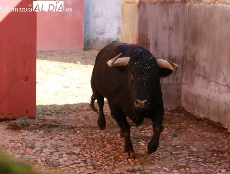 Apartado de los seis toros de la Ganadería Francisco Galache para la tercera de la Feria de Salamanca. Foto de Miguel Hernández