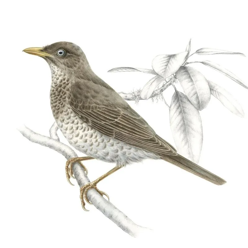 Ilustración de Cláudia Baeta | NATURCÔA
