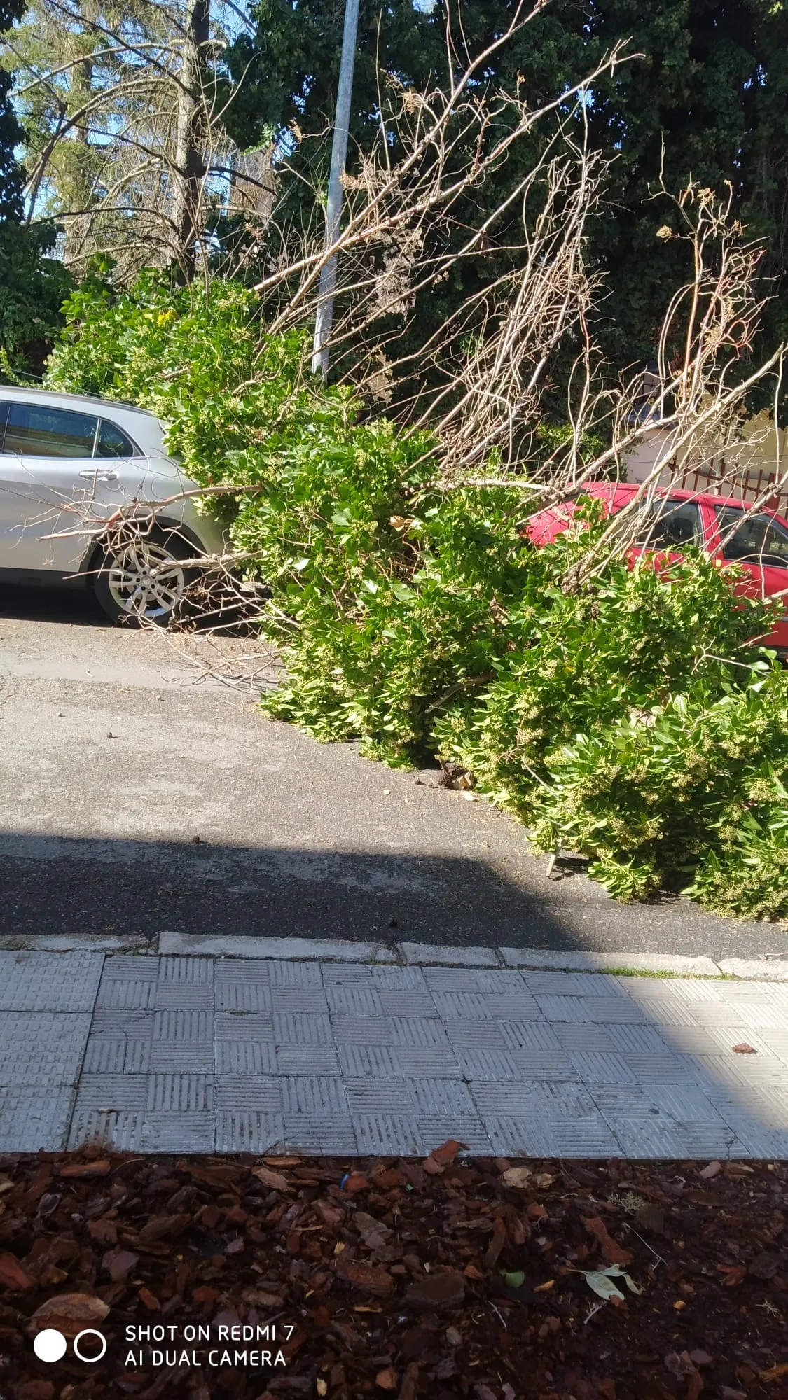 Cae un arbol sobre varios coches en la Avenida Velazquez 