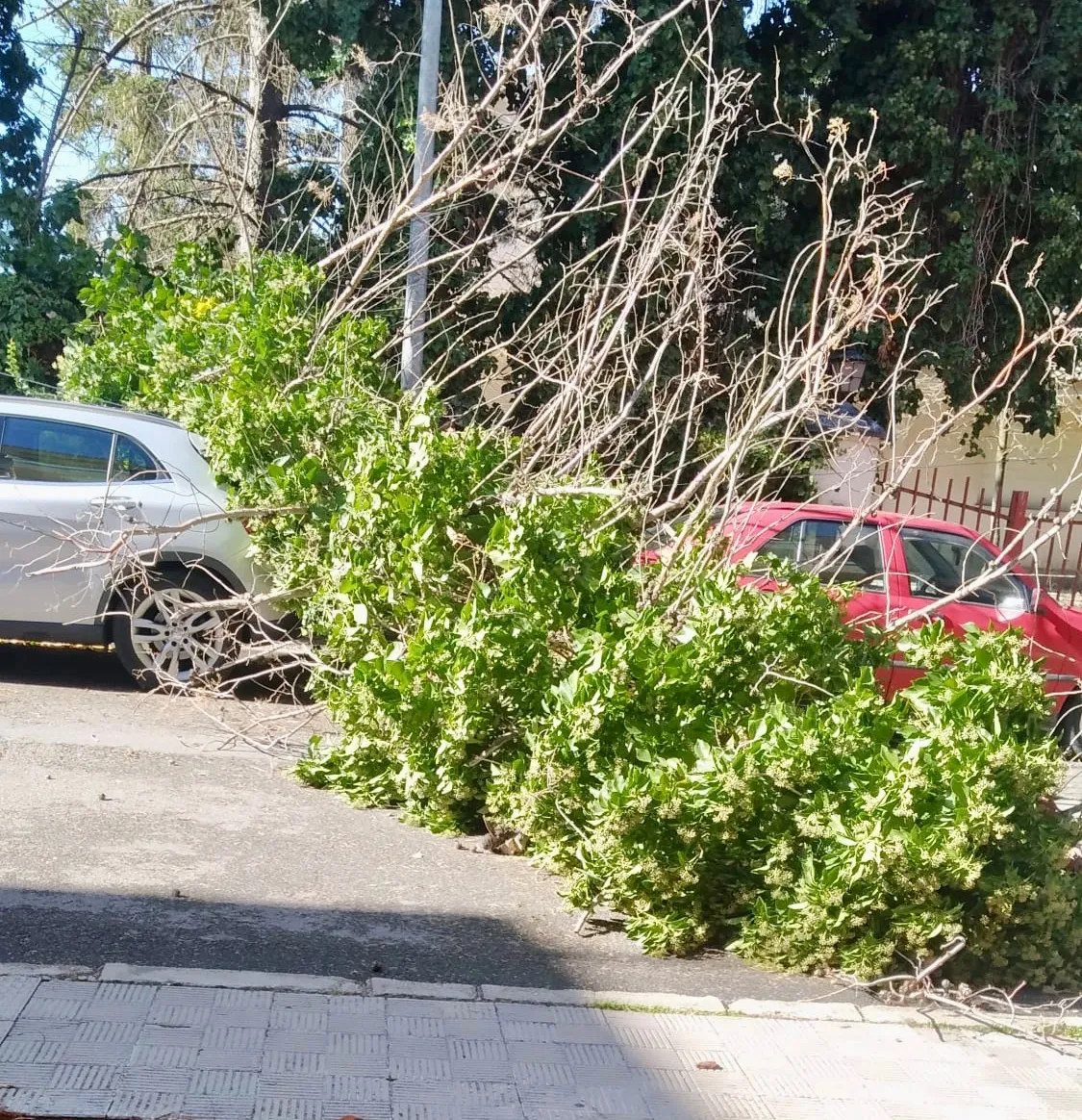Cae un arbol sobre varios coches en la Avenida Velazquez 