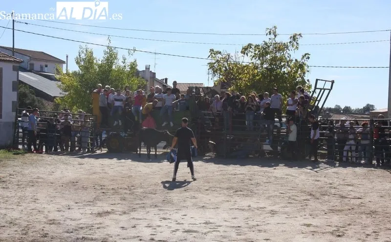 Foto 3 - Una capea de vaquillas pone emoci&oacute;n a las fiestas de las Madrinas en Cabeza del Caballo