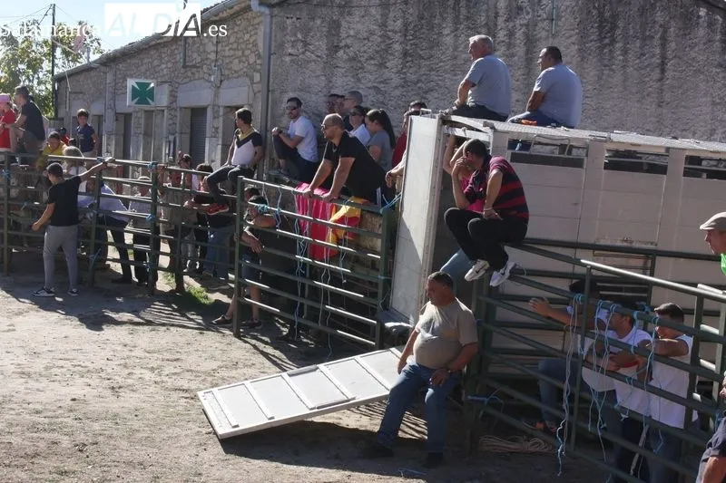 Foto 4 - Una capea de vaquillas pone emoci&oacute;n a las fiestas de las Madrinas en Cabeza del Caballo