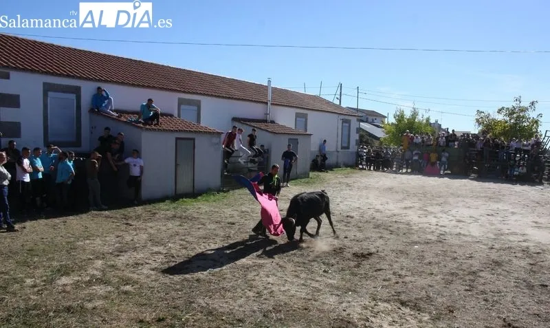 Foto 8 - Una capea de vaquillas pone emoci&oacute;n a las fiestas de las Madrinas en Cabeza del Caballo