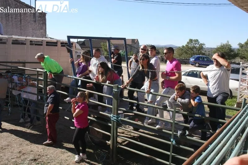 Foto 9 - Una capea de vaquillas pone emoci&oacute;n a las fiestas de las Madrinas en Cabeza del Caballo