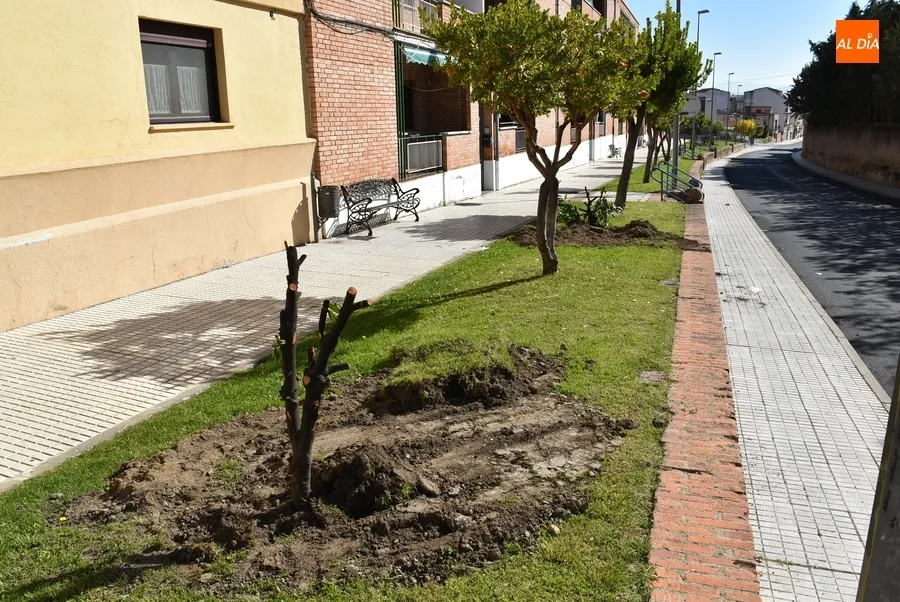 Foto 2 - Recolocados en varios puntos los elementos verdes retirados de la Avenida de Espa&ntilde;a y El Cruce