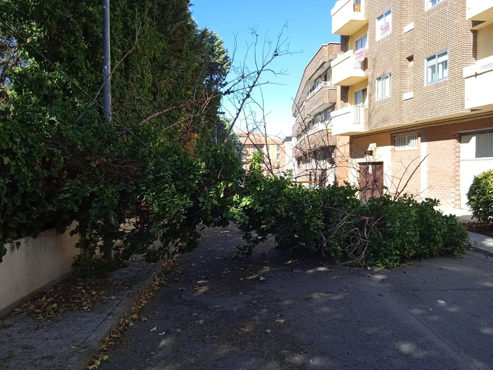 Foto 2 - La ca&iacute;a de un &aacute;rbol encima de varios coches moviliza a Bomberos y Guardia Civil en la Avenida Velazquez 