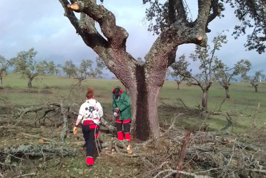 Foto 4 - Arrancan las pr&aacute;cticas en el monte de los alumnos de la acci&oacute;n de apeo de &aacute;rboles con motosierra