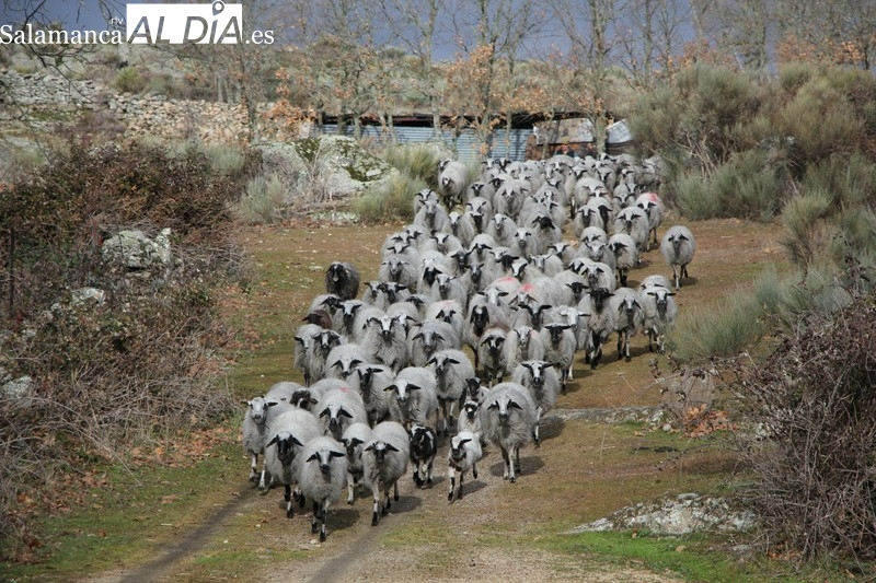 Foto 1 - El Ministerio autoriza movimientos con condiciones del ganado del área afectada por la Lengua Azul