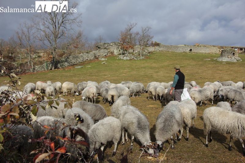 El sector del ovino en Salamanca ha percibido 1,79 millones de euros en ayudas creadas por el Gobierno 