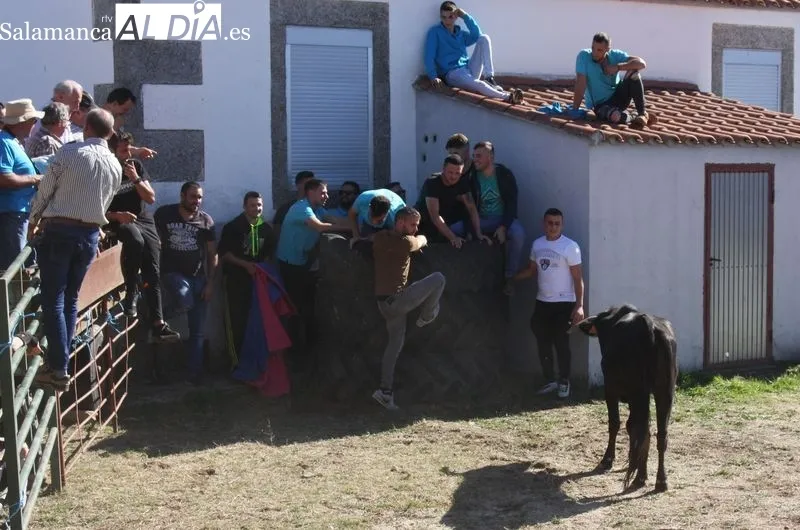 Foto 2 - Una capea de vaquillas pone emoci&oacute;n a las fiestas de las Madrinas en Cabeza del Caballo