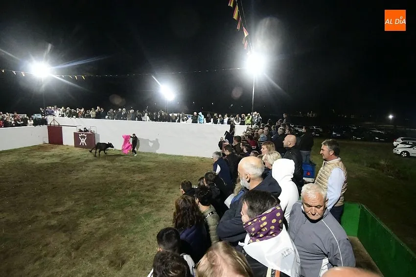Las fiestas de Alba de Yeltes comezaron con una capea de vaquillas/ Fotos: Adrián M.Pastor