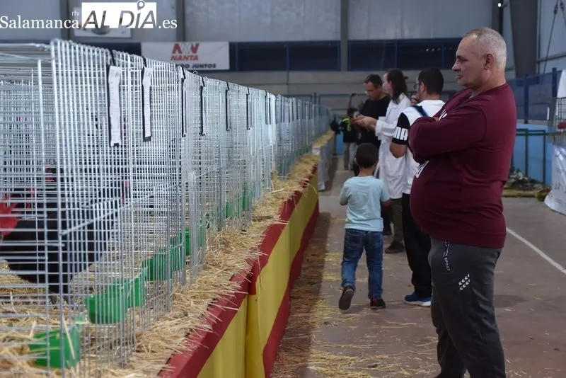 Concurso-Exposición Internacional de Avicultura y Cunicultura en Calzada de Valdunciel