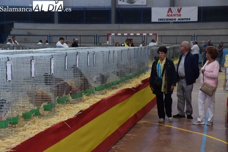 Concurso-Exposición Internacional de Avicultura y Cunicultura en Calzada de Valdunciel