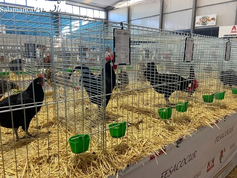 Concurso-Exposición Internacional de Avicultura y Cunicultura en Calzada de Valdunciel