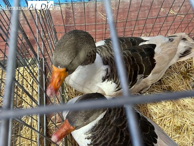 Concurso-Exposición Internacional de Avicultura y Cunicultura en Calzada de Valdunciel
