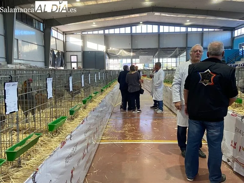 Concurso-Exposición Internacional de Avicultura y Cunicultura en Calzada de Valdunciel