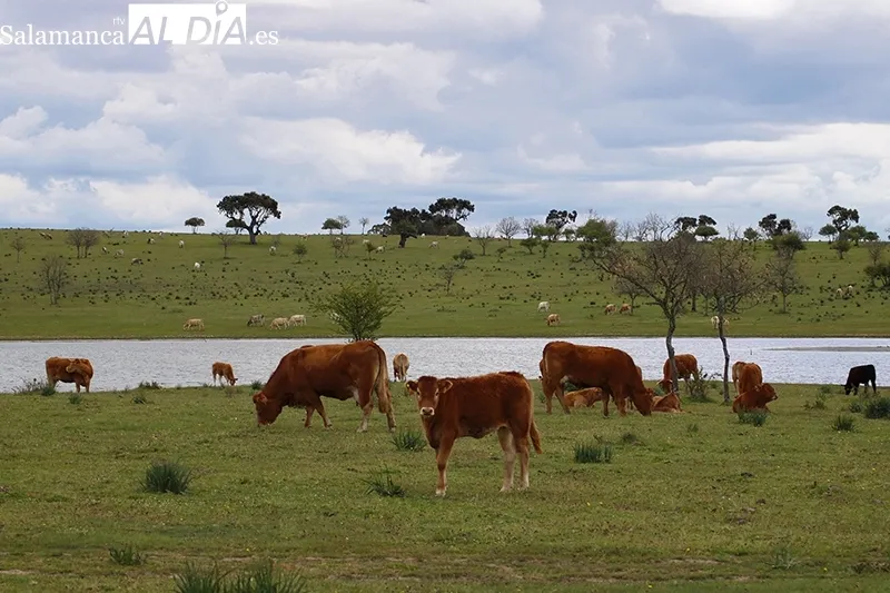 El sector del vacuno de carne es el principal motor económico de la comarca de Vitigudino / CORRAL
