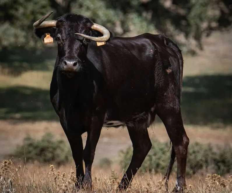 Foto 4 - Cuatro espectaculares vacas de Barcial para el encierro y la capea del d&iacute;a 22