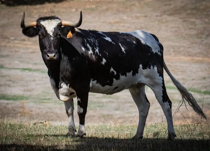 Foto 3 - Cuatro espectaculares vacas de Barcial para el encierro y la capea del d&iacute;a 22
