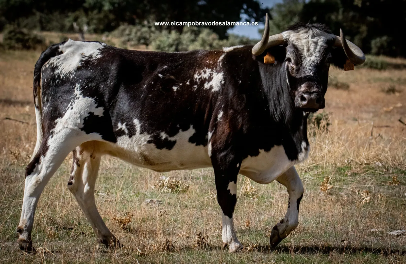 Foto 2 - Cuatro espectaculares vacas de Barcial para el encierro y la capea del d&iacute;a 22