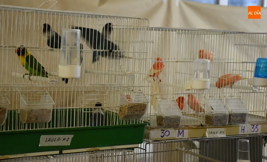 Foto 6 - El Campeonato de Castilla y Le&oacute;n de Ornitolog&iacute;a re&uacute;ne en Mir&oacute;briga a 1.200 p&aacute;jaros