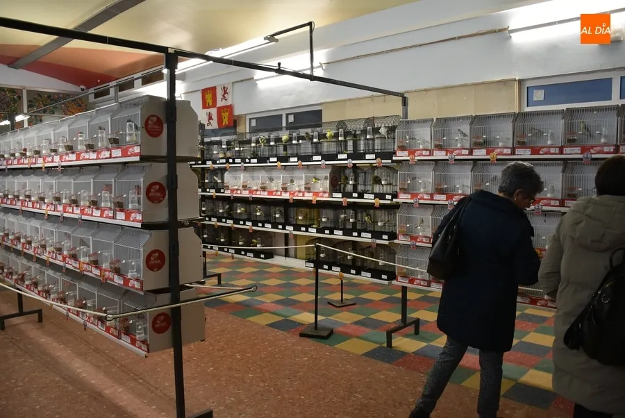 Foto 5 - El Campeonato de Castilla y Le&oacute;n de Ornitolog&iacute;a re&uacute;ne en Mir&oacute;briga a 1.200 p&aacute;jaros