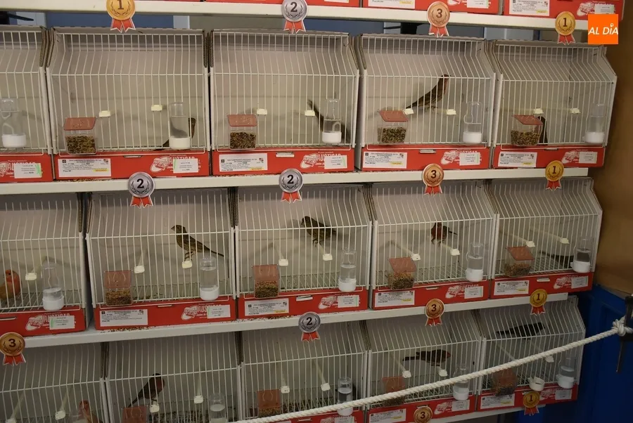 Foto 3 - El Campeonato de Castilla y Le&oacute;n de Ornitolog&iacute;a re&uacute;ne en Mir&oacute;briga a 1.200 p&aacute;jaros