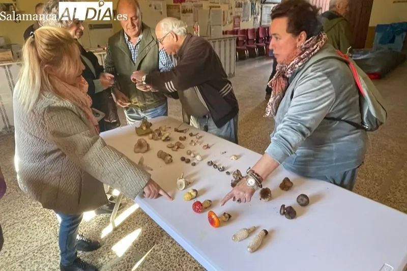 Narros del Castillo acogía las XIV Jornadas Micológicas de Narros del Castillo 