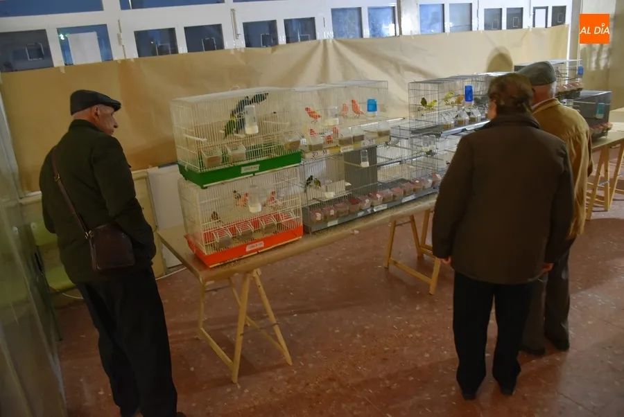 Foto 2 - El Campeonato de Castilla y Le&oacute;n de Ornitolog&iacute;a re&uacute;ne en Mir&oacute;briga a 1.200 p&aacute;jaros