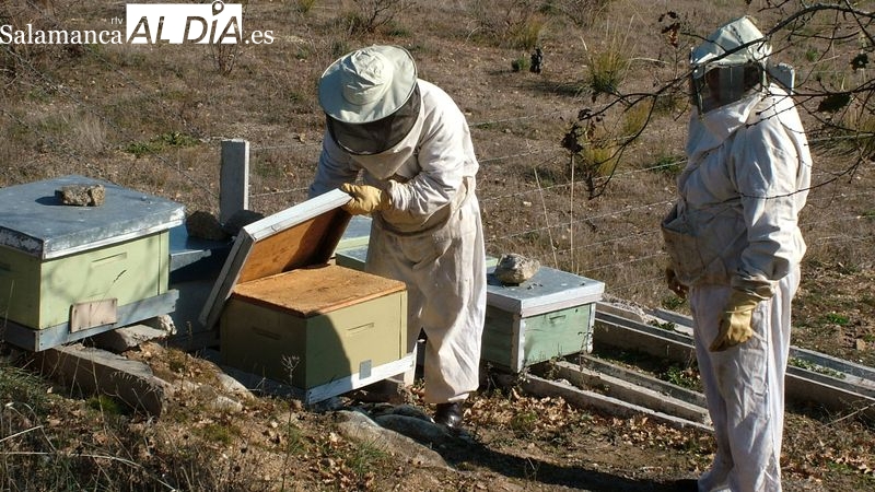 La apicultura finalmente ha asido incluida en las ayudas por la guerra en Ucrania /  CORRAL