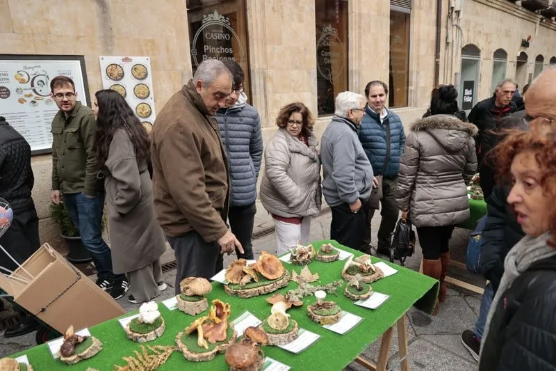 Foto 15 - La micolog&iacute;a llega al centro de Salamanca: as&iacute; ha sido la tradicional exposici&oacute;n de setas