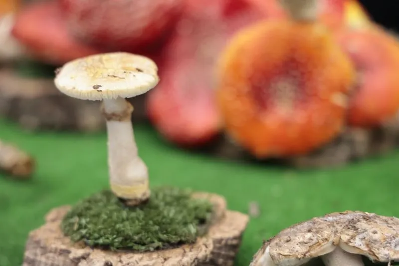 Foto 3 - La micolog&iacute;a llega al centro de Salamanca: as&iacute; ha sido la tradicional exposici&oacute;n de setas