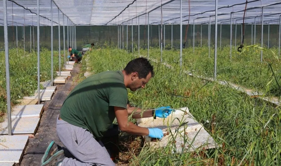 Foto 2 - El Premio a la Innovaci&oacute;n, para la cr&iacute;a y venta de caracoles de Ra&uacute;l y Jorge Benito