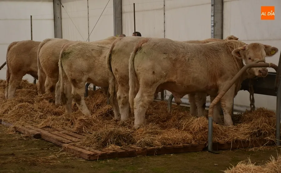 Foto 4 - El protocolo contra la lengua azul marca la llegada del ganado al recinto ferial