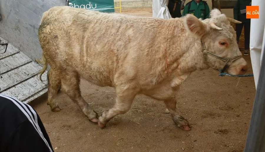 Foto 8 - El protocolo contra la lengua azul marca la llegada del ganado al recinto ferial