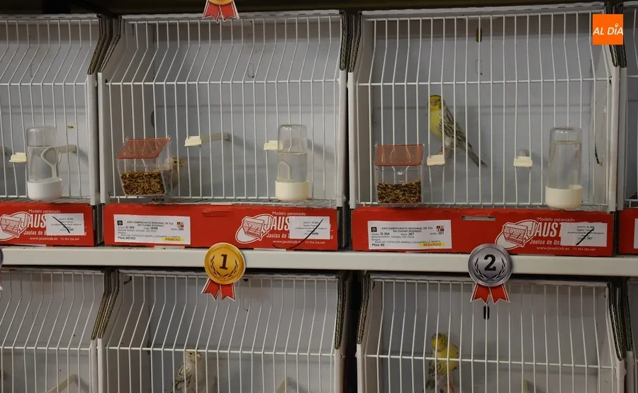 Foto 9 - El Campeonato de Castilla y Le&oacute;n de Ornitolog&iacute;a re&uacute;ne en Mir&oacute;briga a 1.200 p&aacute;jaros